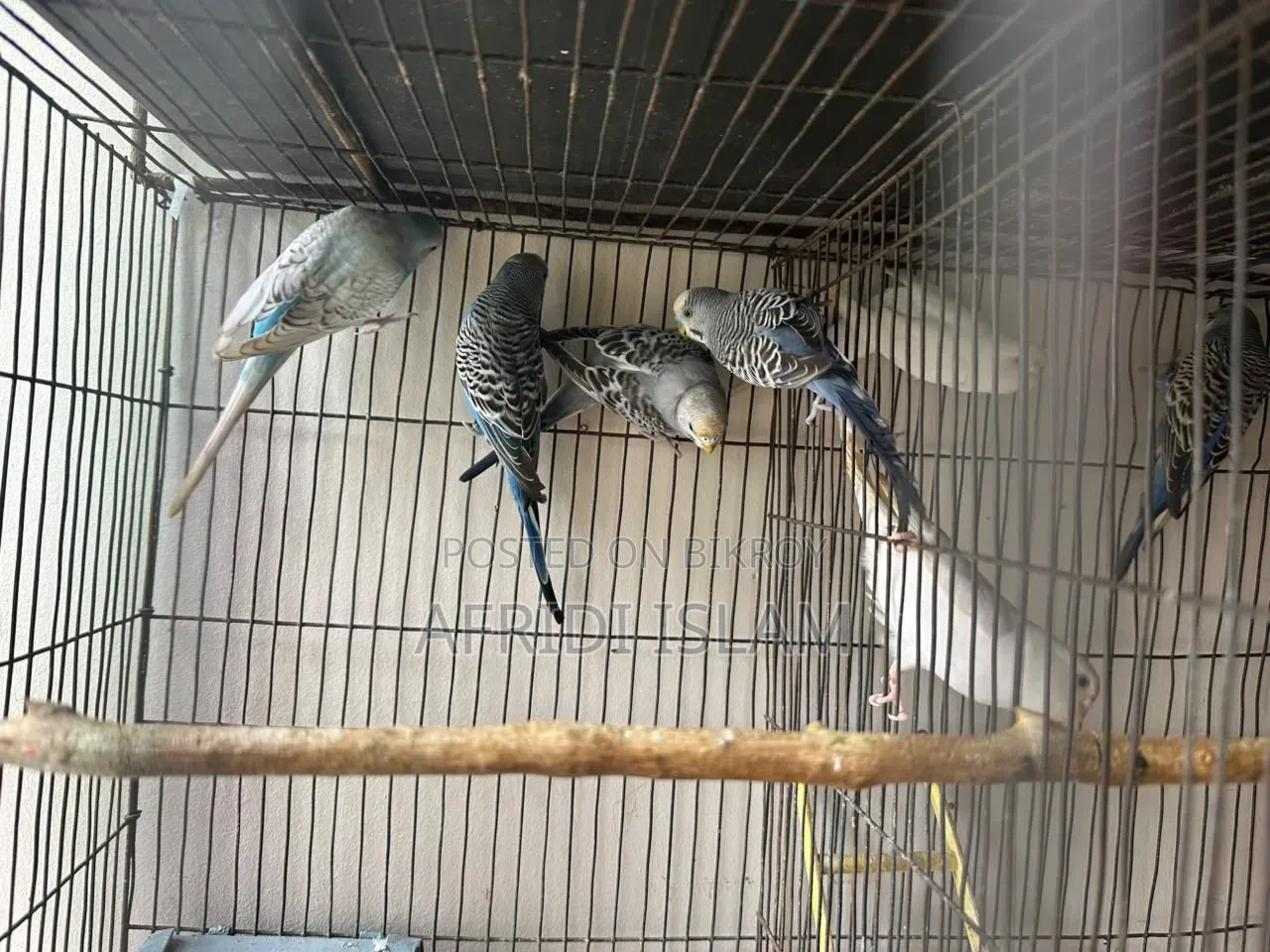বাজিগার পাখি