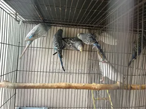 বাজিগার পাখি