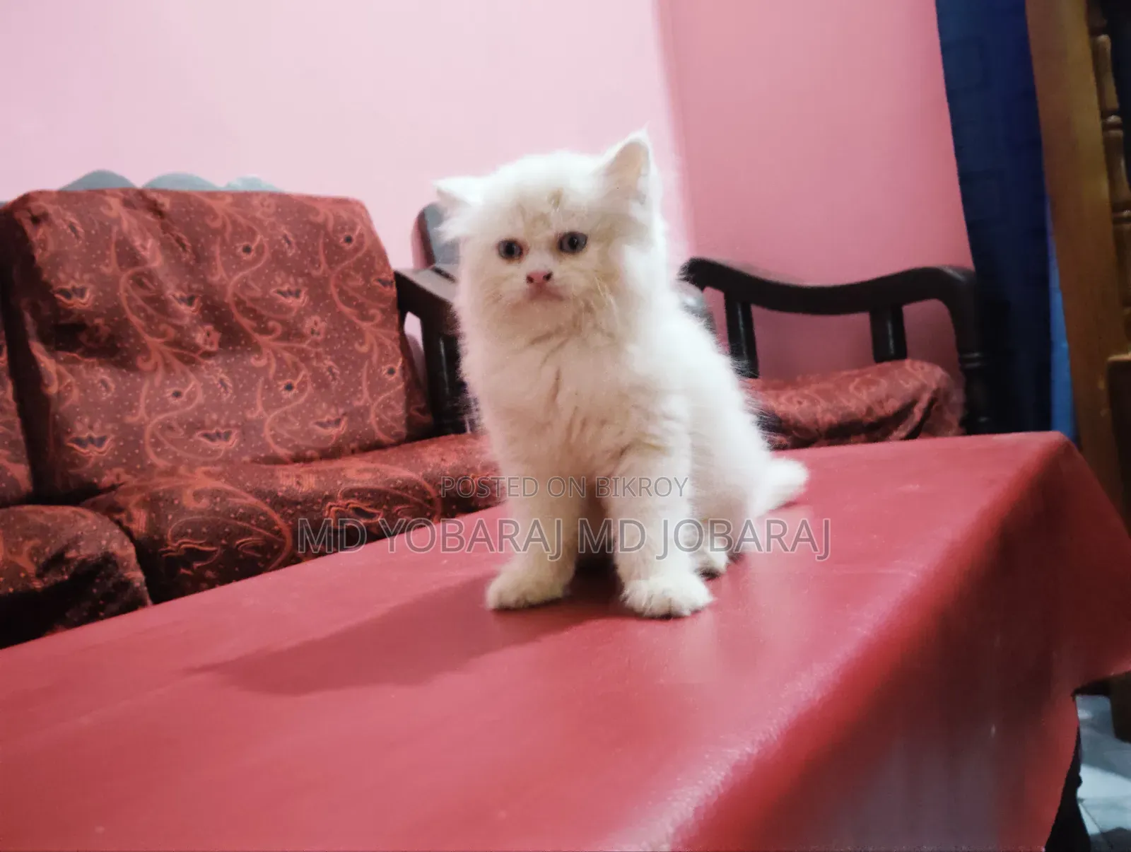 1-3 months Male Purebred Persian