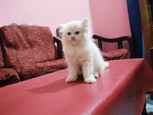 1-3 months Male Purebred Persian