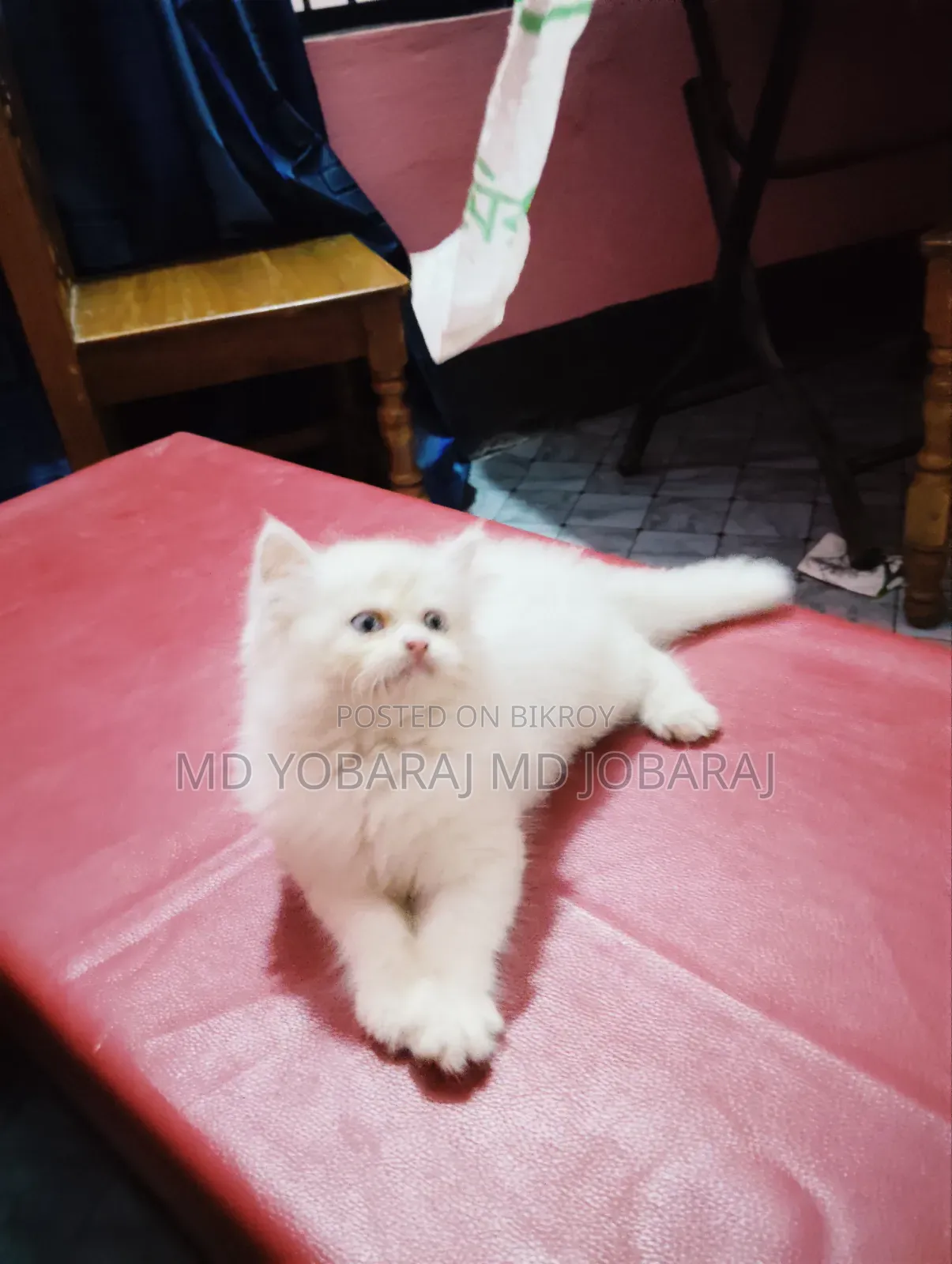 1-3 months Male Purebred Persian
