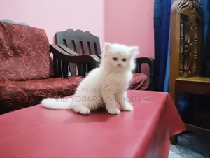 1-3 months Male Purebred Persian