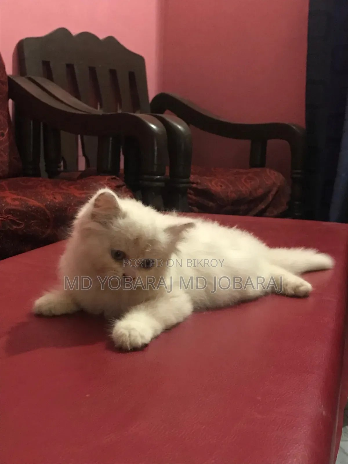 1-3 months Male Purebred Persian