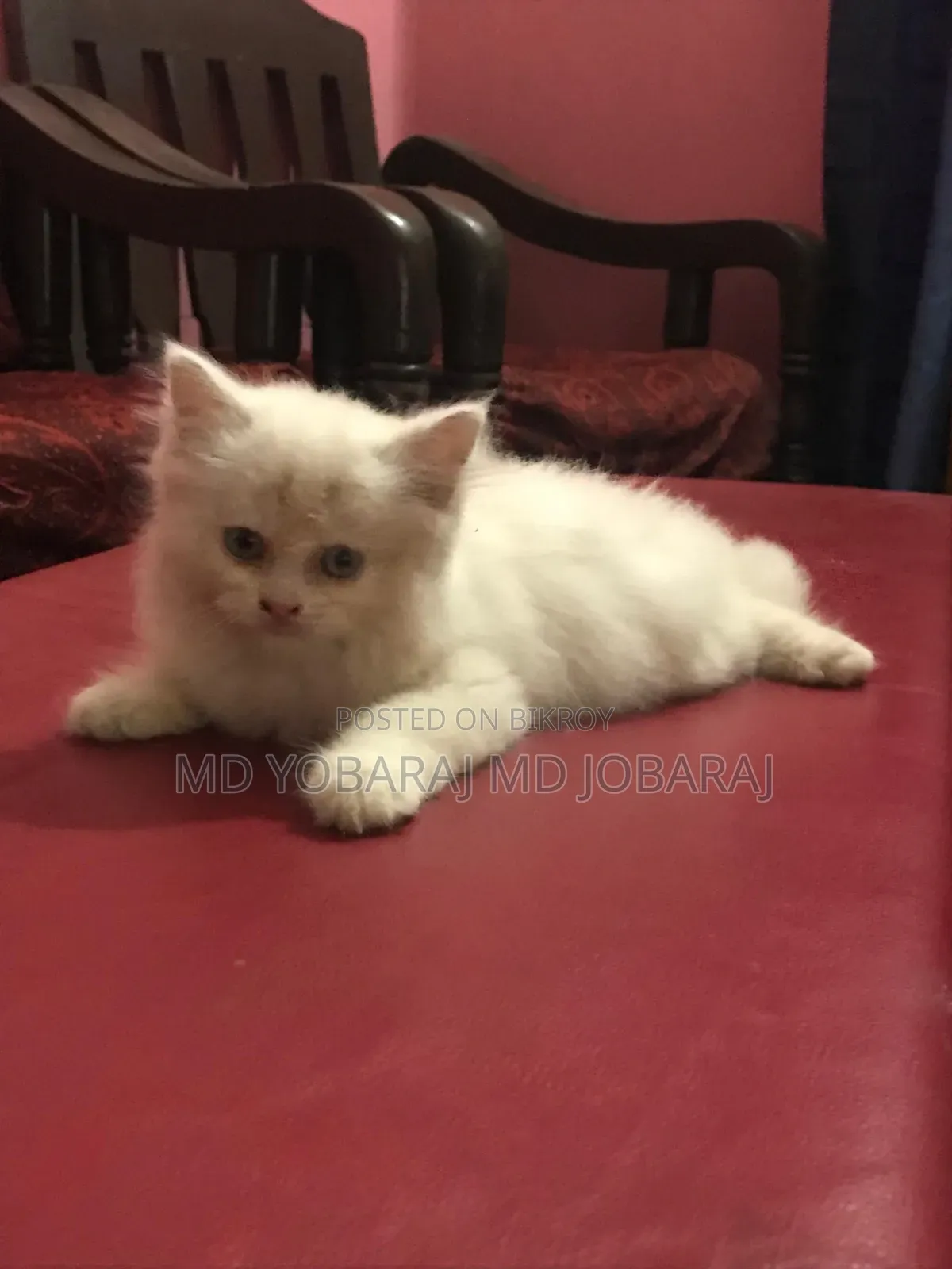 1-3 months Male Purebred Persian