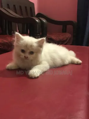 1-3 months Male Purebred Persian