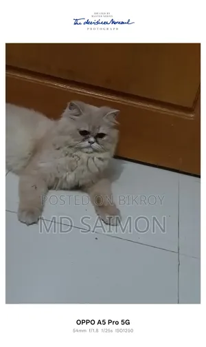 1+ year Female Purebred Persian