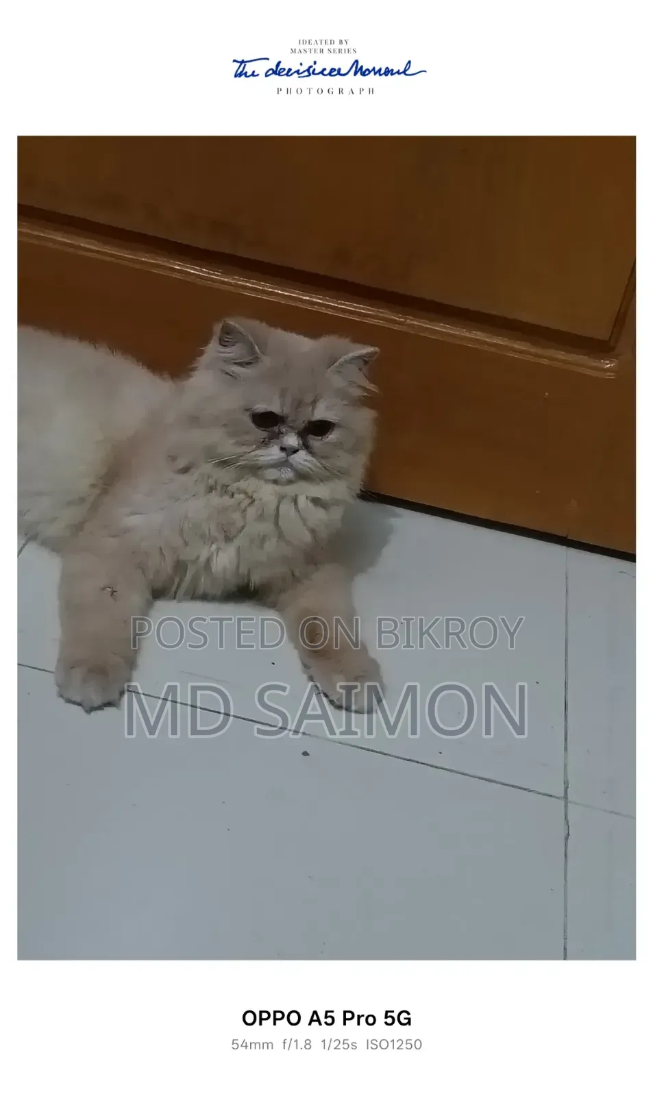 1+ year Female Purebred Persian