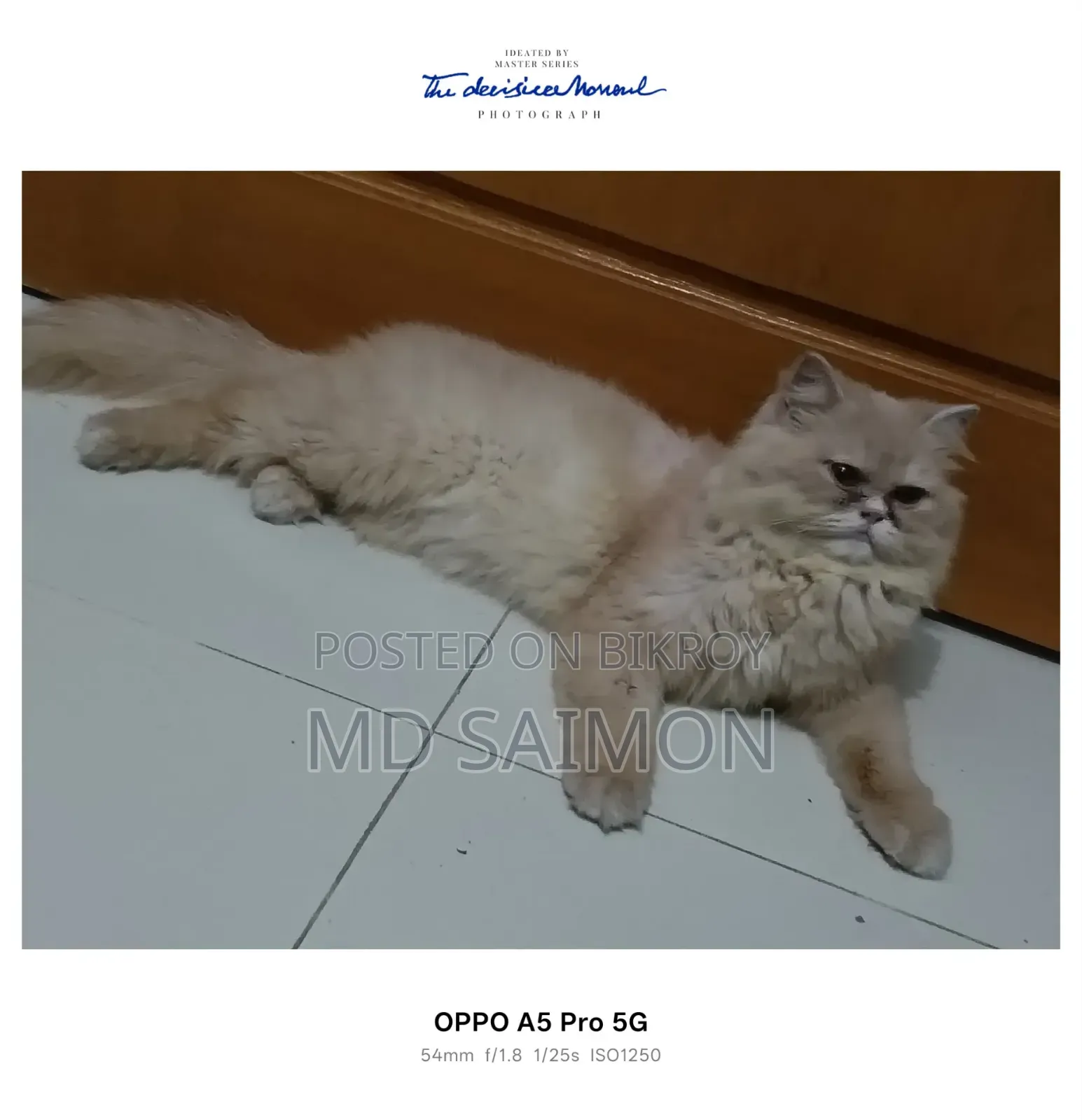 1+ year Female Purebred Persian