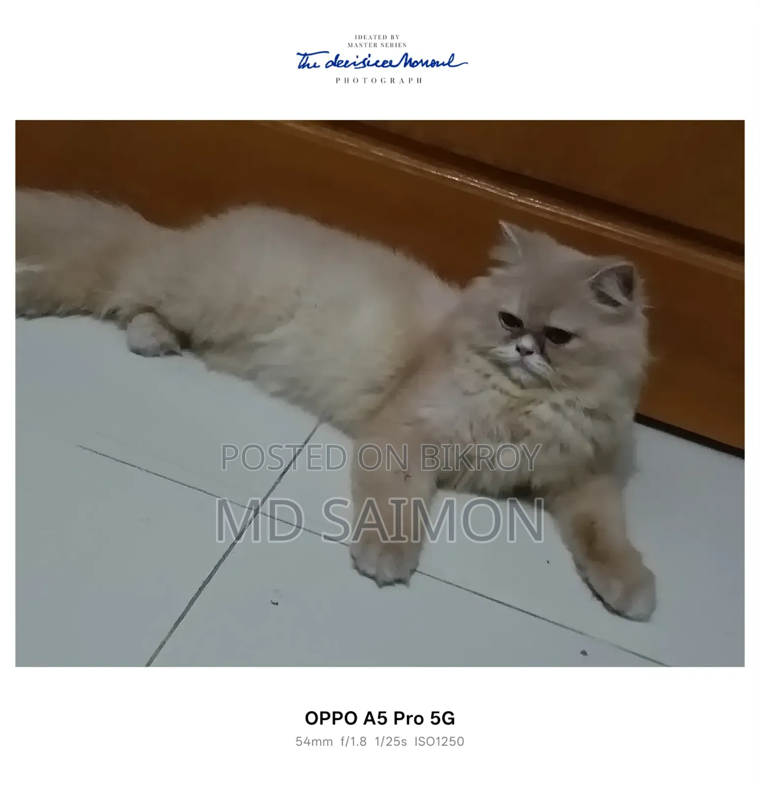 1+ year Female Purebred Persian