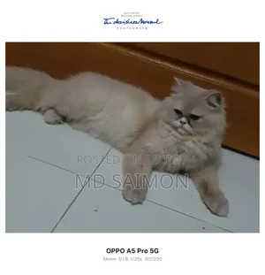 1+ year Female Purebred Persian