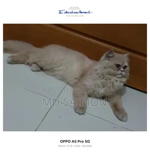 1+ year Female Purebred Persian