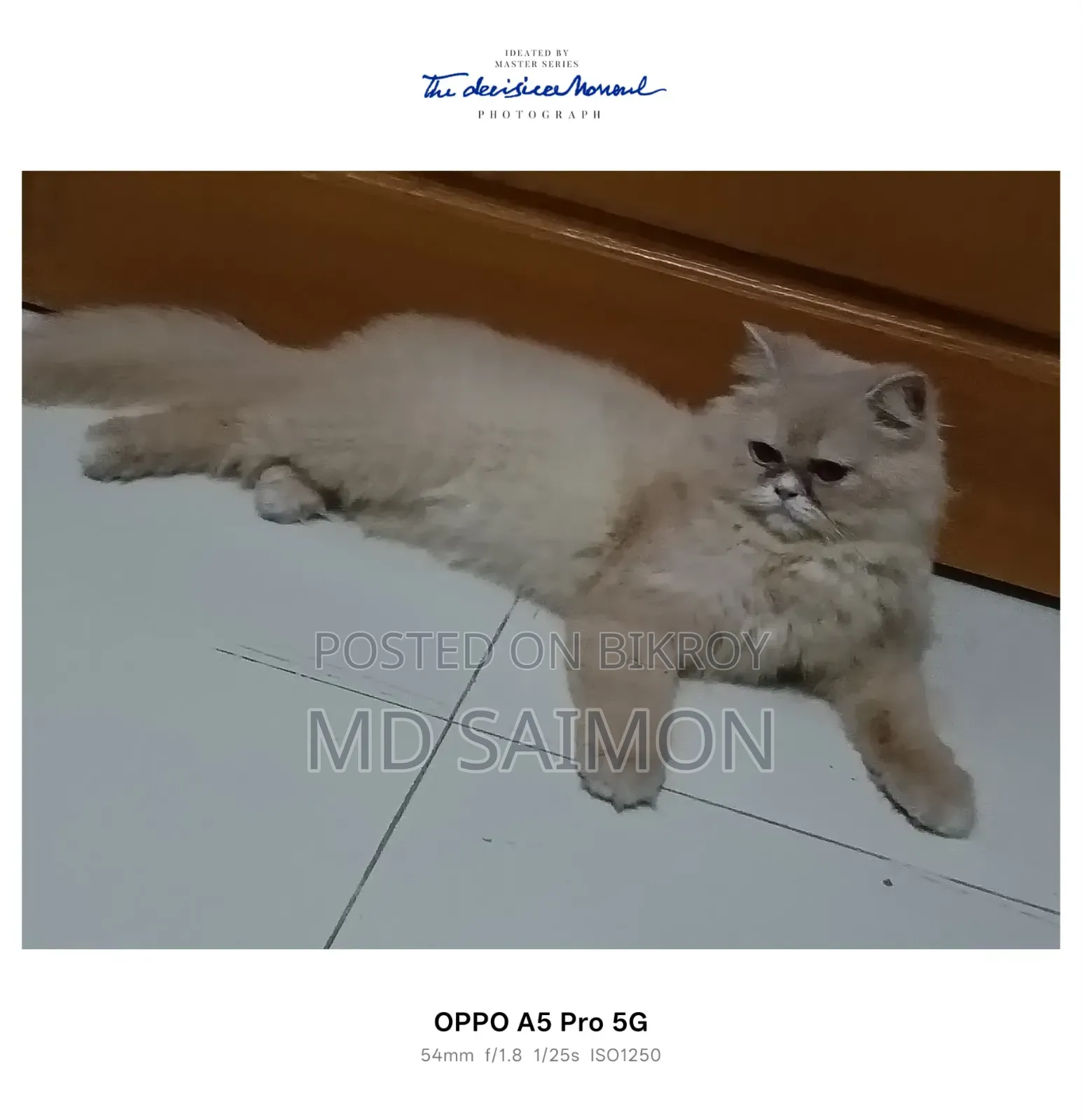 1+ year Female Purebred Persian