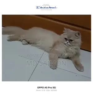 1+ year Female Purebred Persian