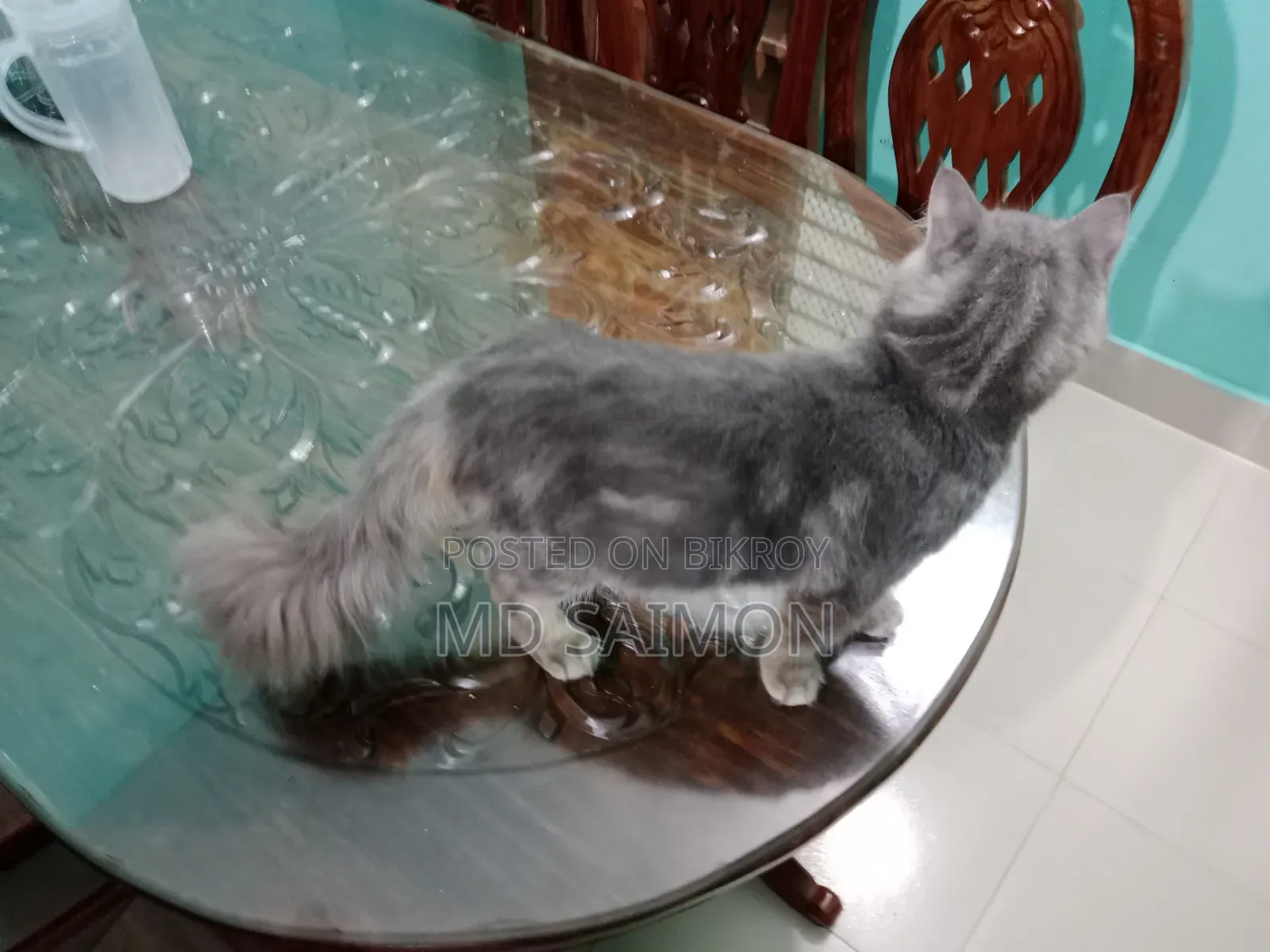 1+ year Male Purebred Persian
