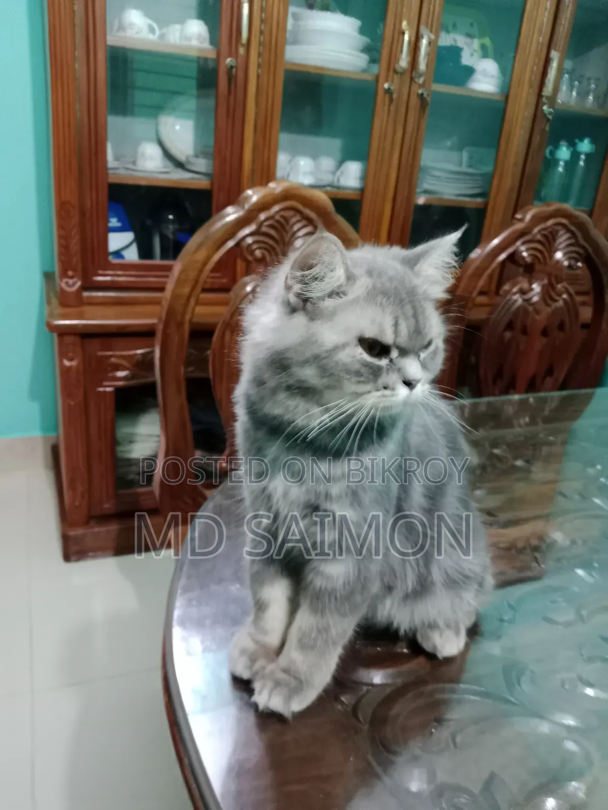 1+ year Male Purebred Persian