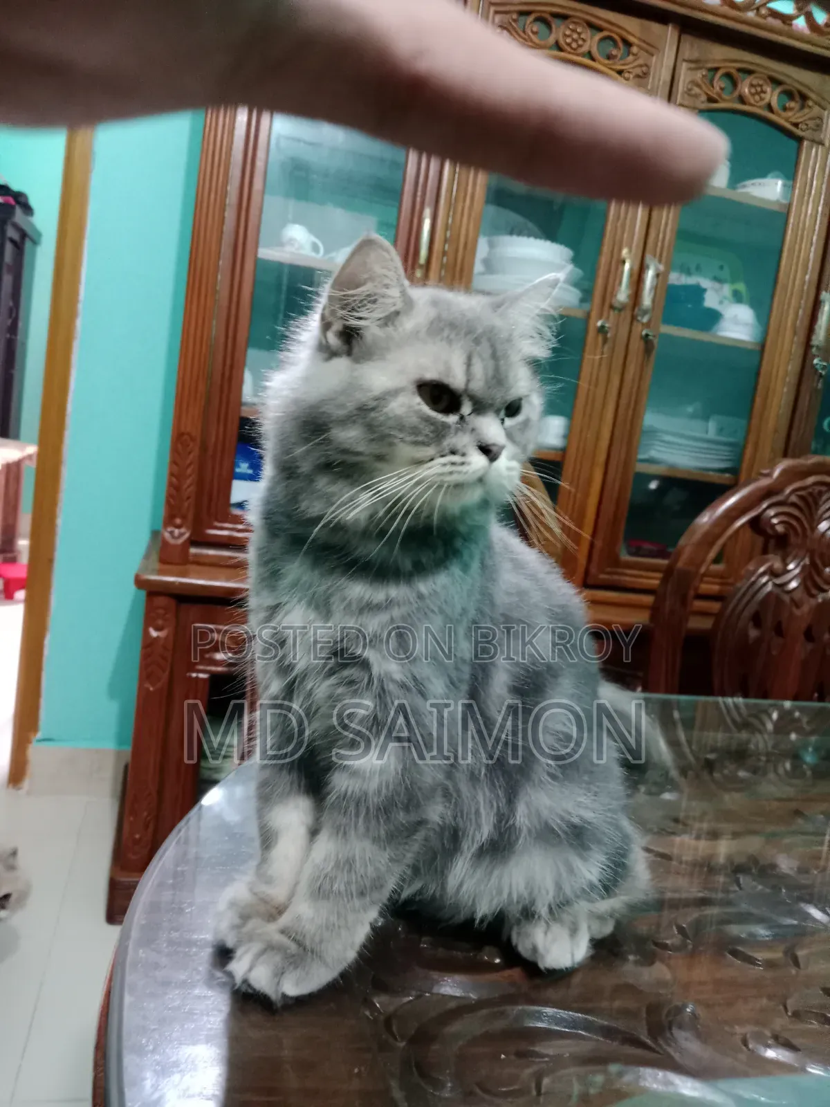 1+ year Male Purebred Persian