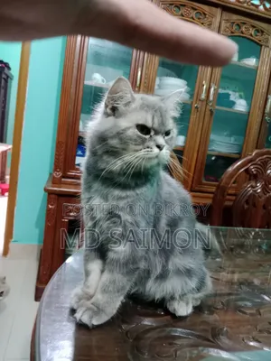 1+ year Male Purebred Persian