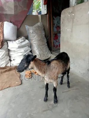 দেশি খাশি ছাগল