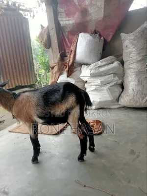 দেশি খাশি ছাগল