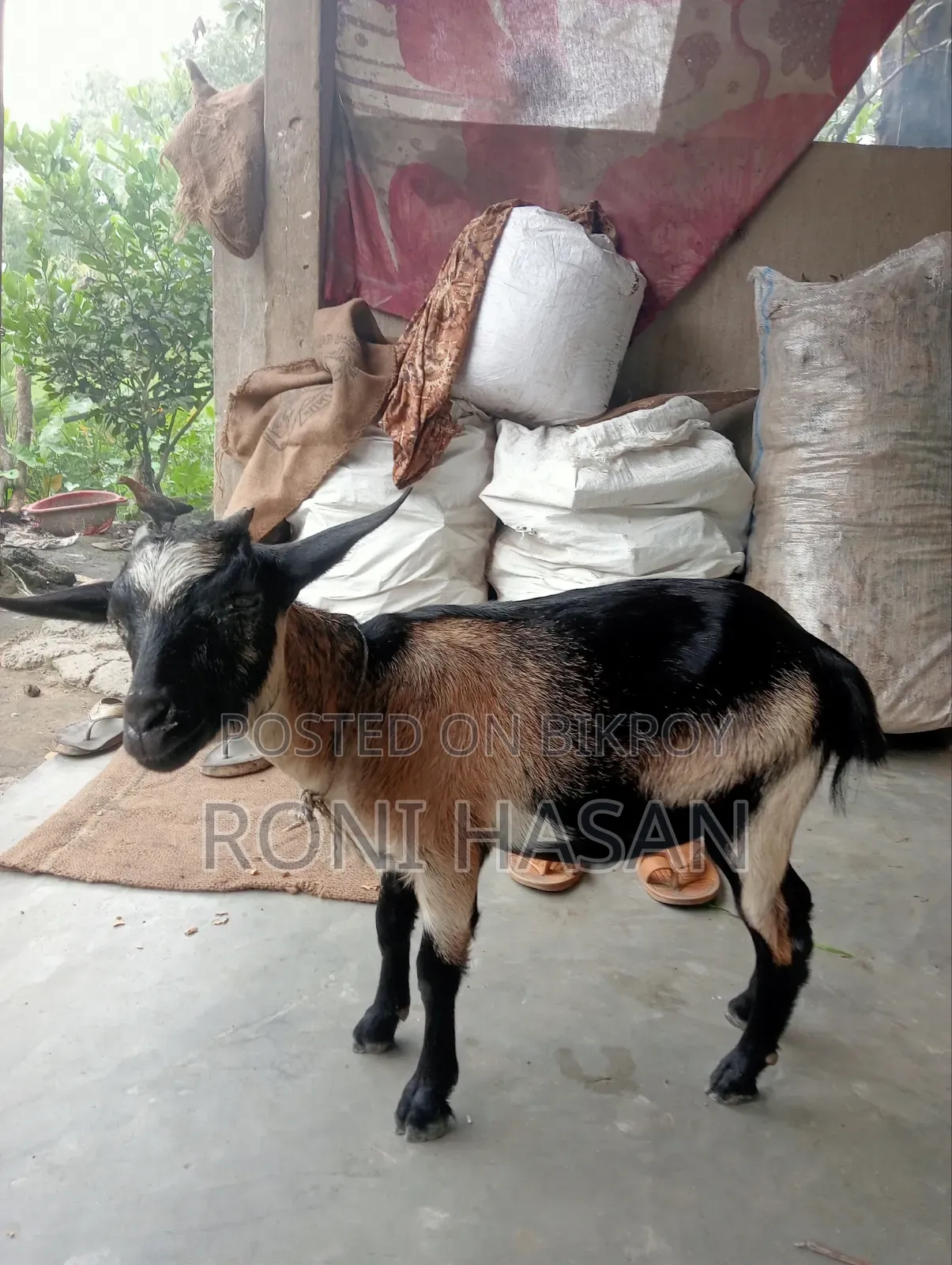 দেশি খাশি ছাগল
