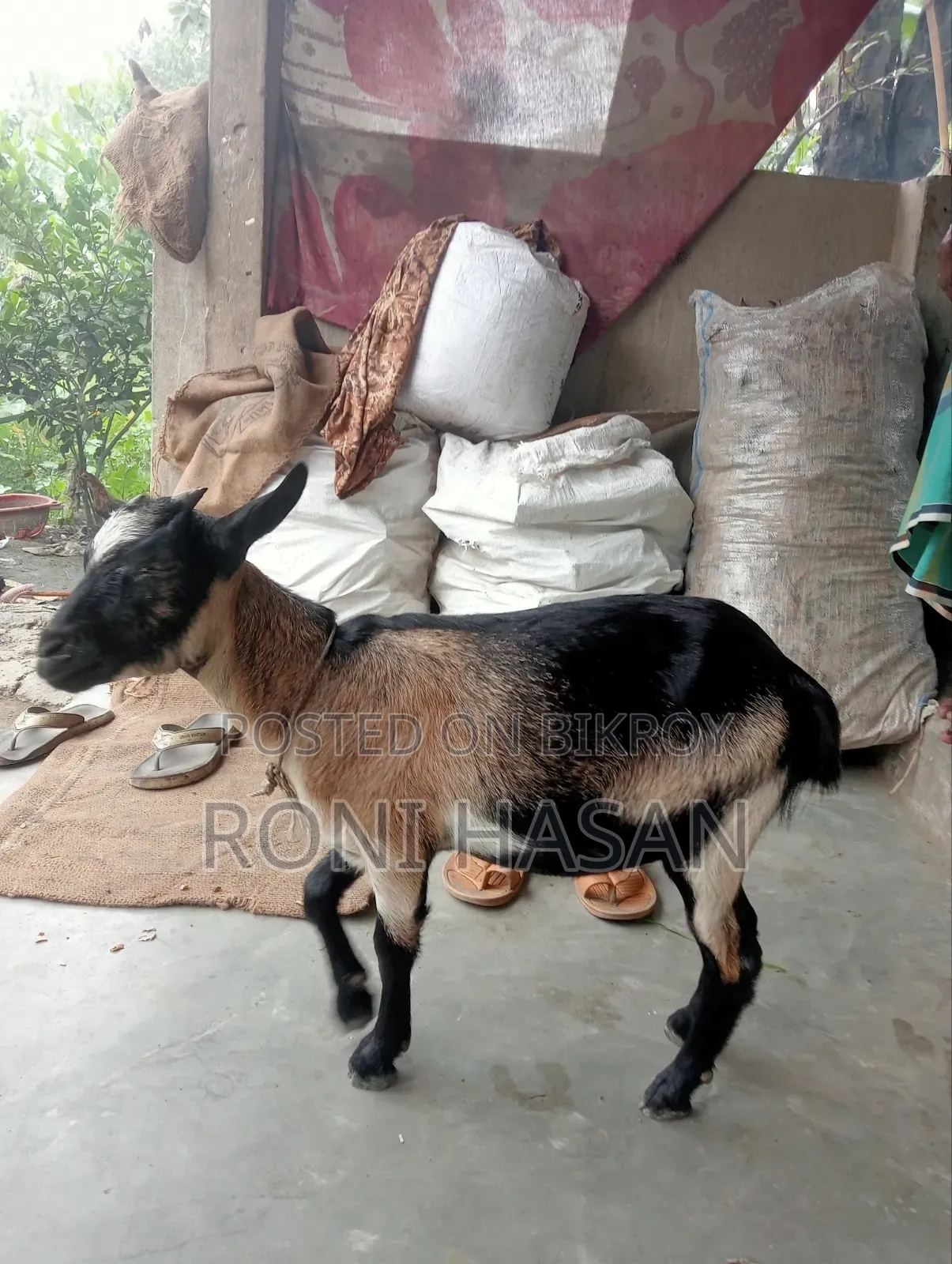 দেশি খাশি ছাগল