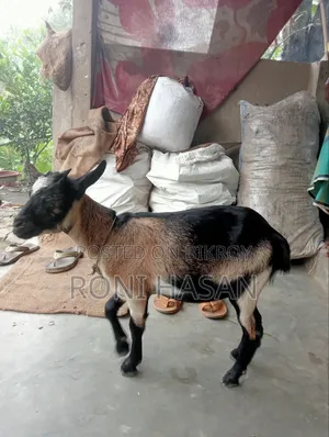দেশি খাশি ছাগল