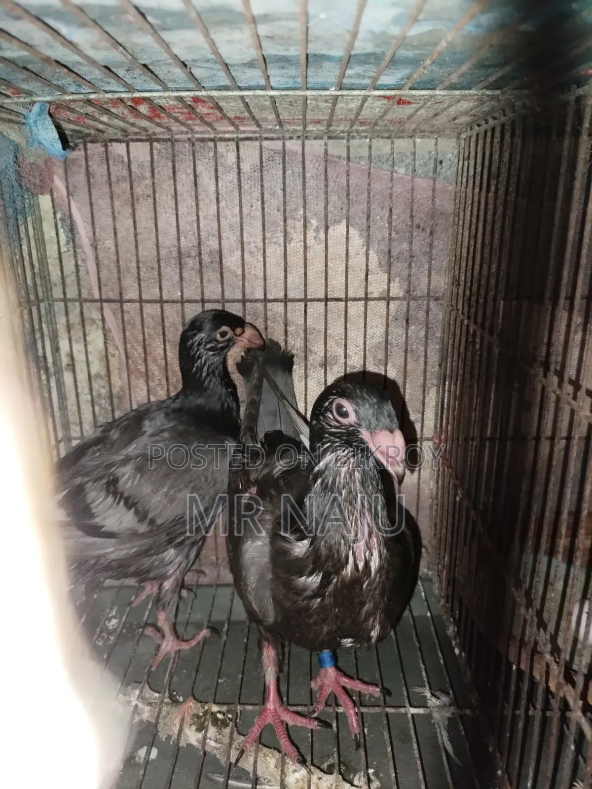 One Pair German Beauty Homer Babies