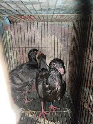 One Pair German Beauty Homer Babies