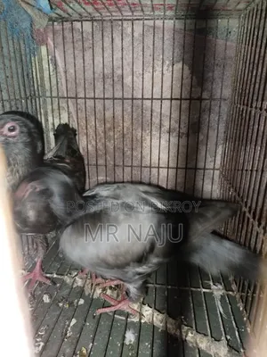 One Pair German Beauty Homer Babies