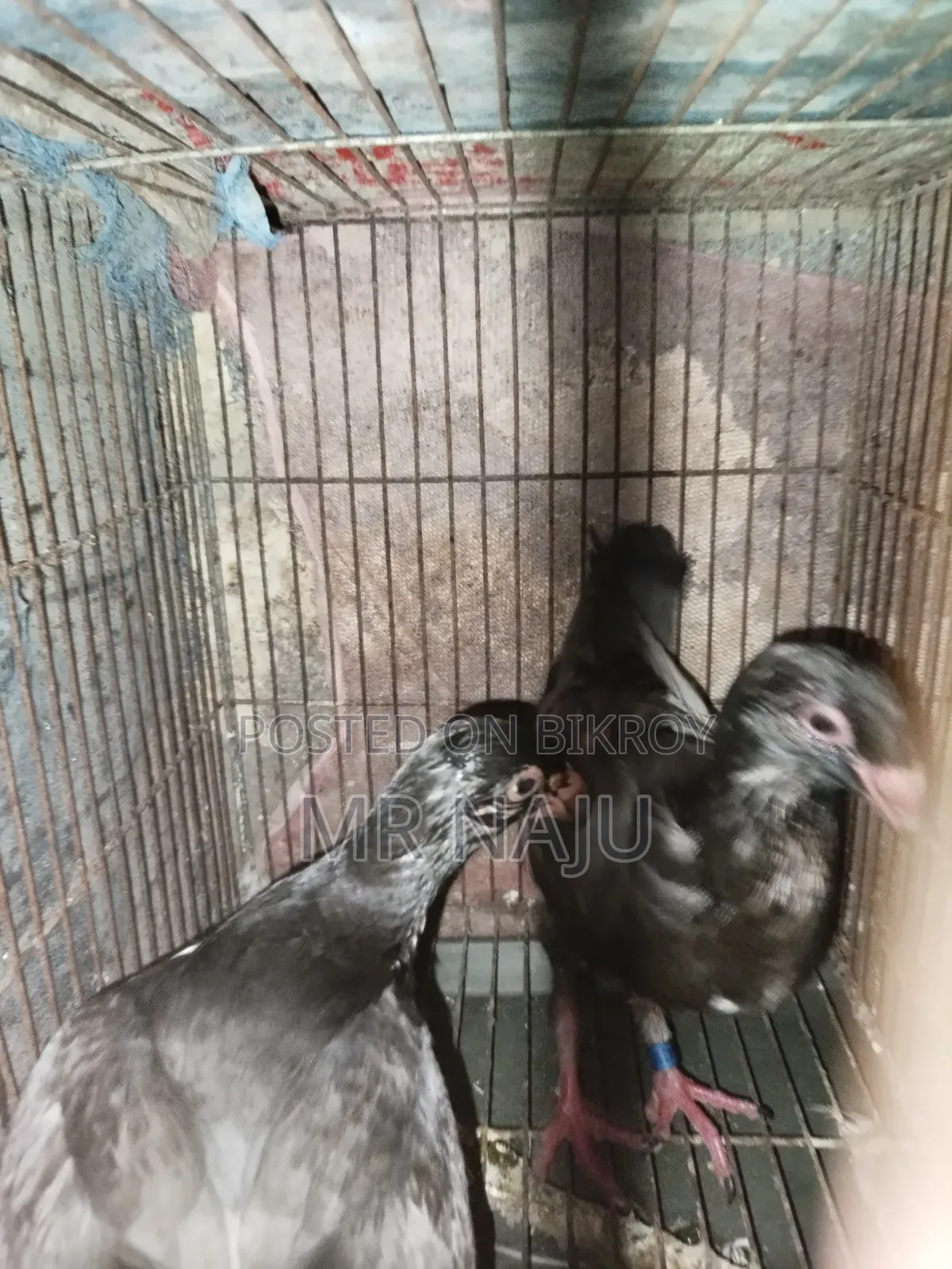 One Pair German Beauty Homer Babies