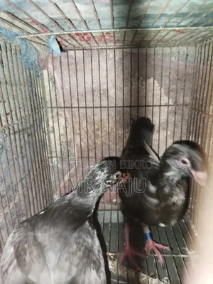 One Pair German Beauty Homer Babies