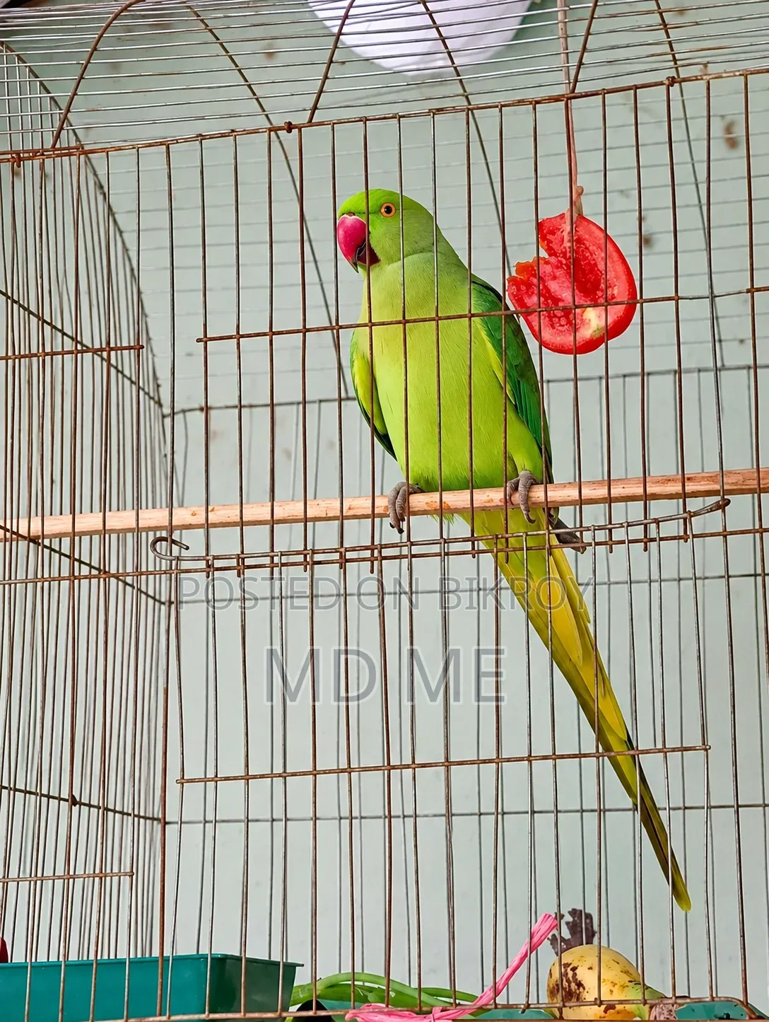 হাতে পোষ মানানো টিয়া পাখি বিক্রয়ের জন্য