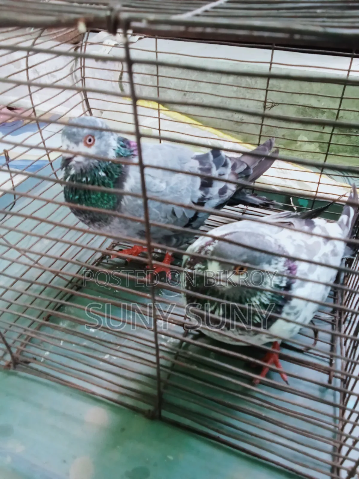 The pair will be sold. Male and female 100% those who are interested to buy please message