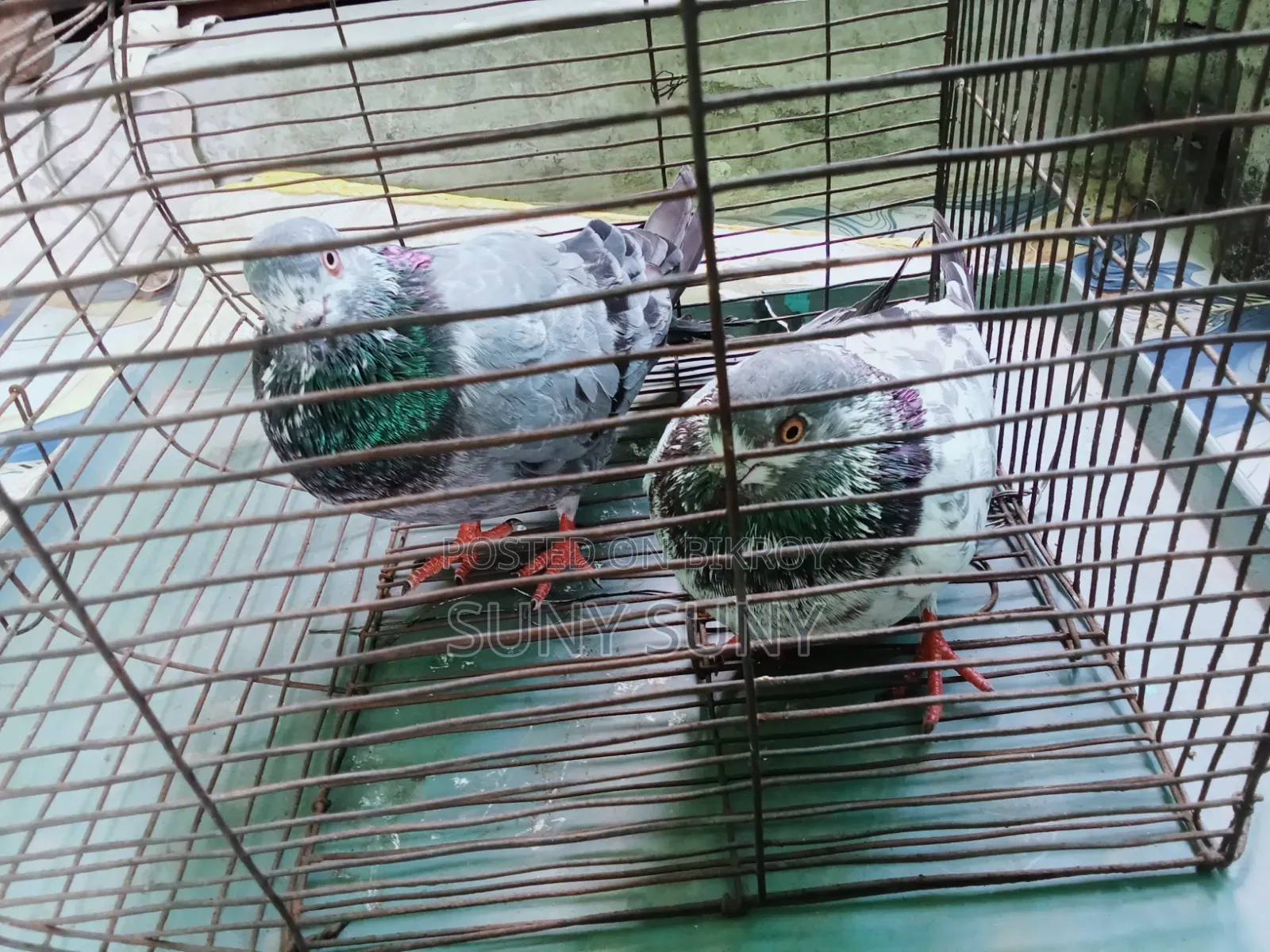 The pair will be sold. Male and female 100% those who are interested to buy please message