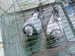 The pair will be sold. Male and female 100% those who are interested to buy please message