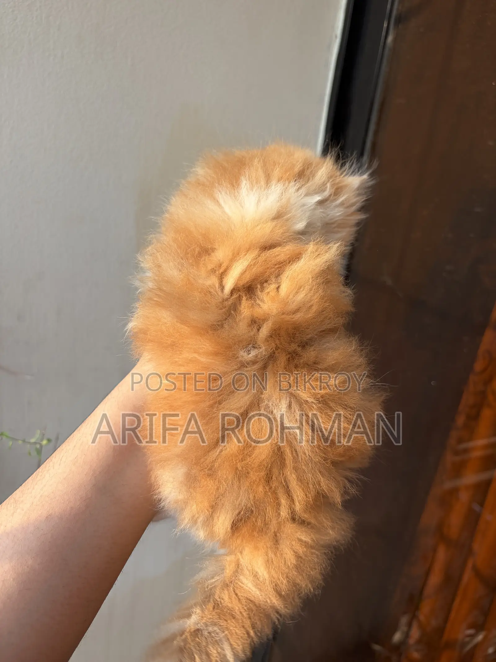 1-3 months Male Purebred Persian