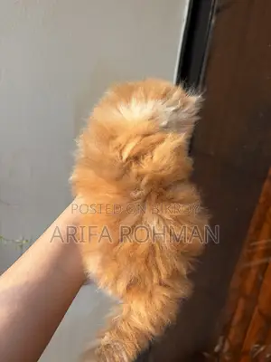 1-3 months Male Purebred Persian