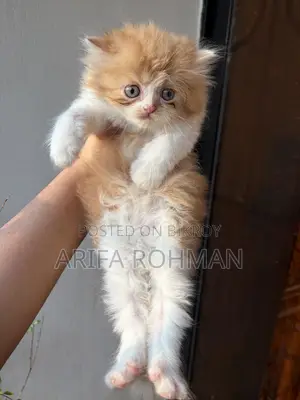 1-3 months Male Purebred Persian