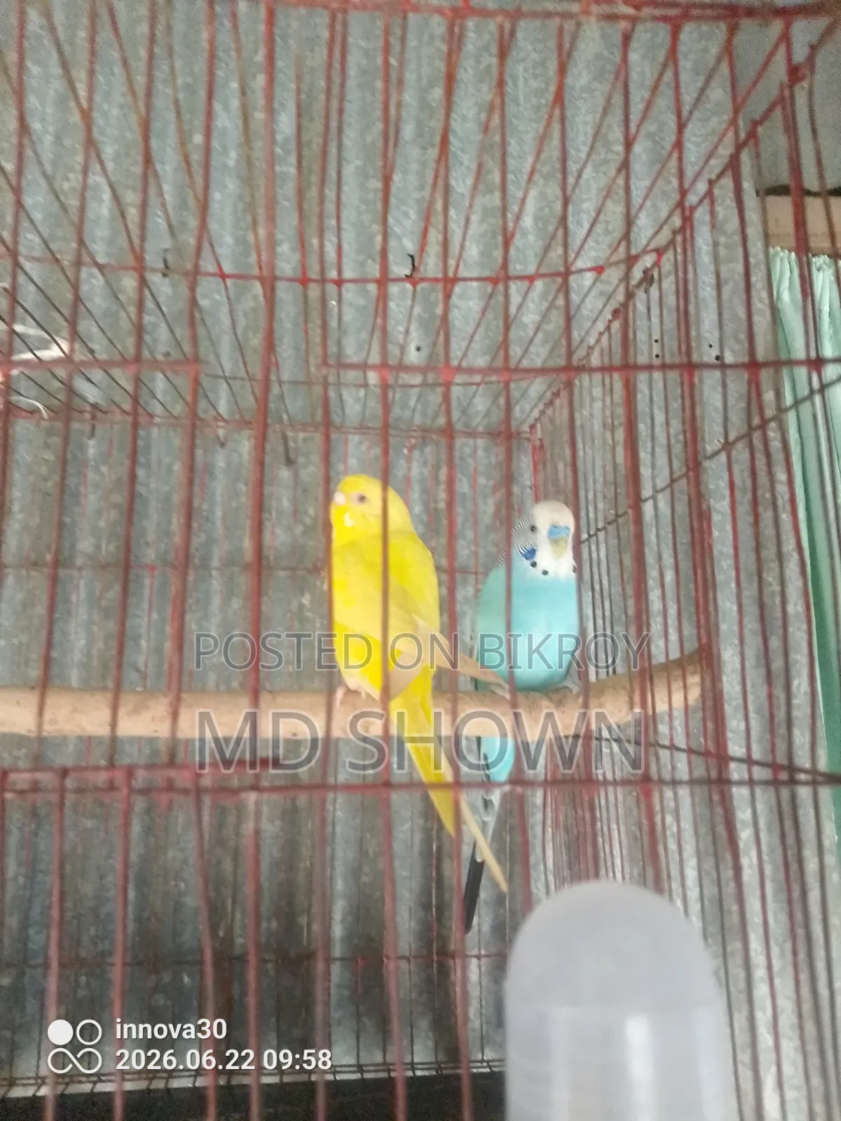 এক জোড়া বাজরিগার পাখি বিক্রি হবে