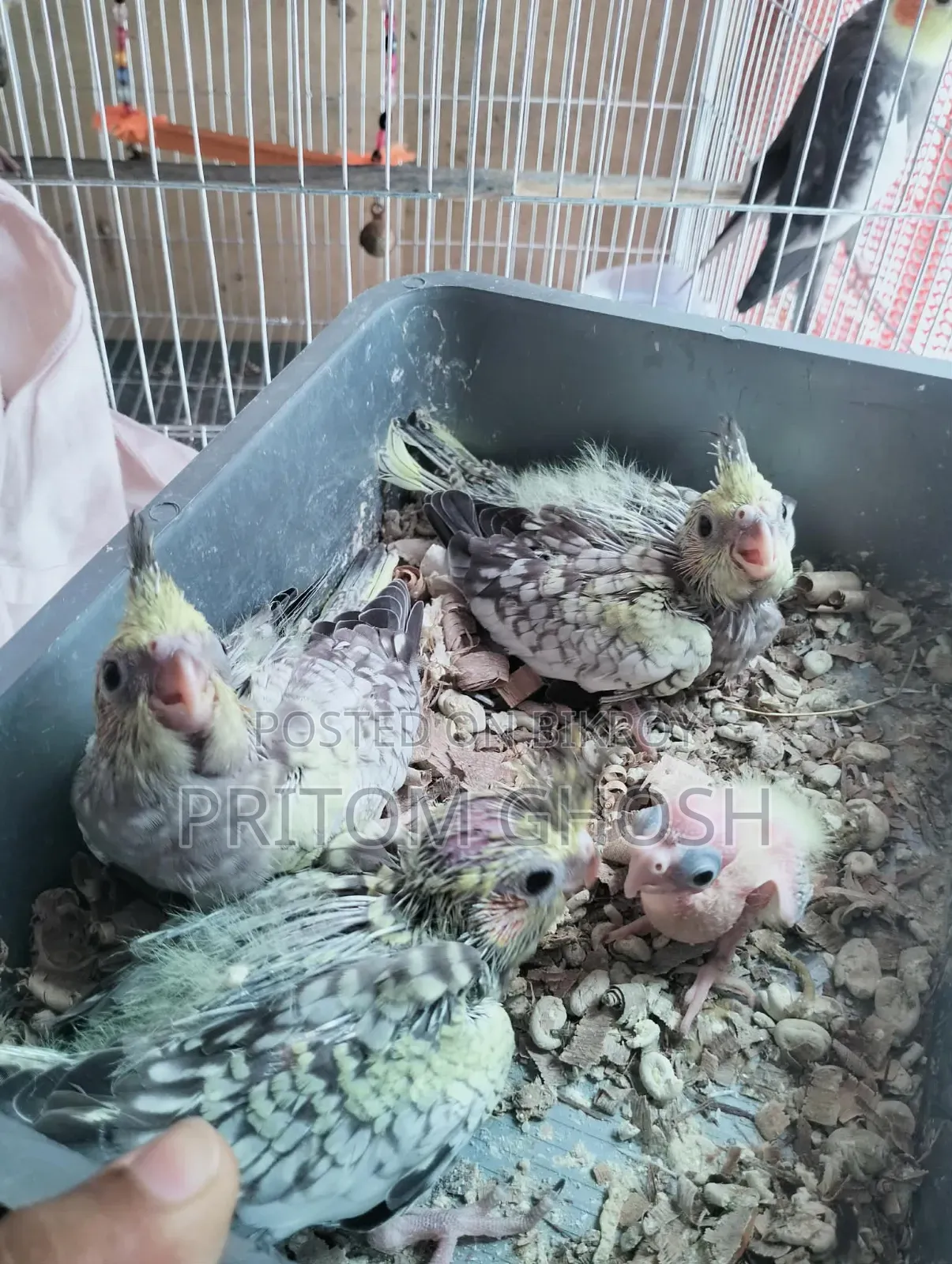 কিছু ককাটেল বেবি