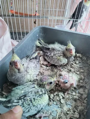 কিছু ককাটেল বেবি
