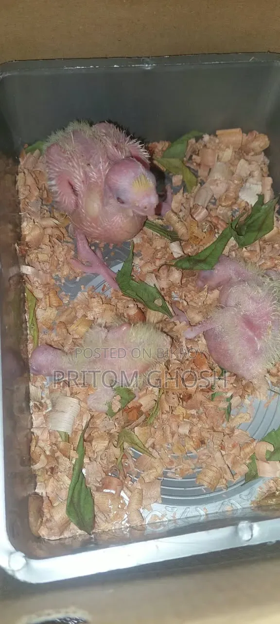 কিছু ককাটেল বেবি