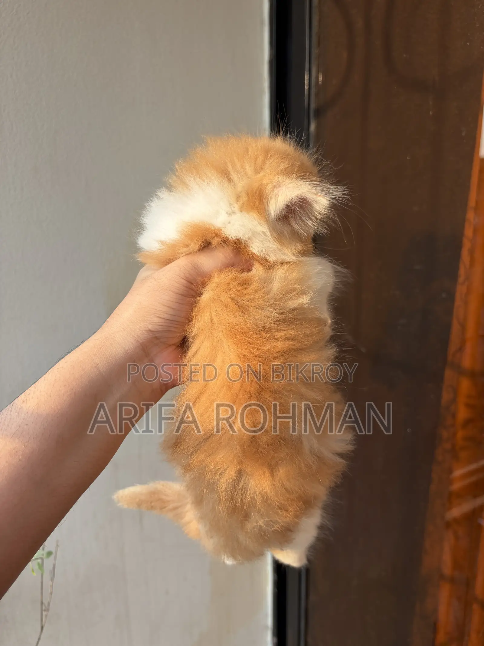 1-3 months Male Purebred Persian