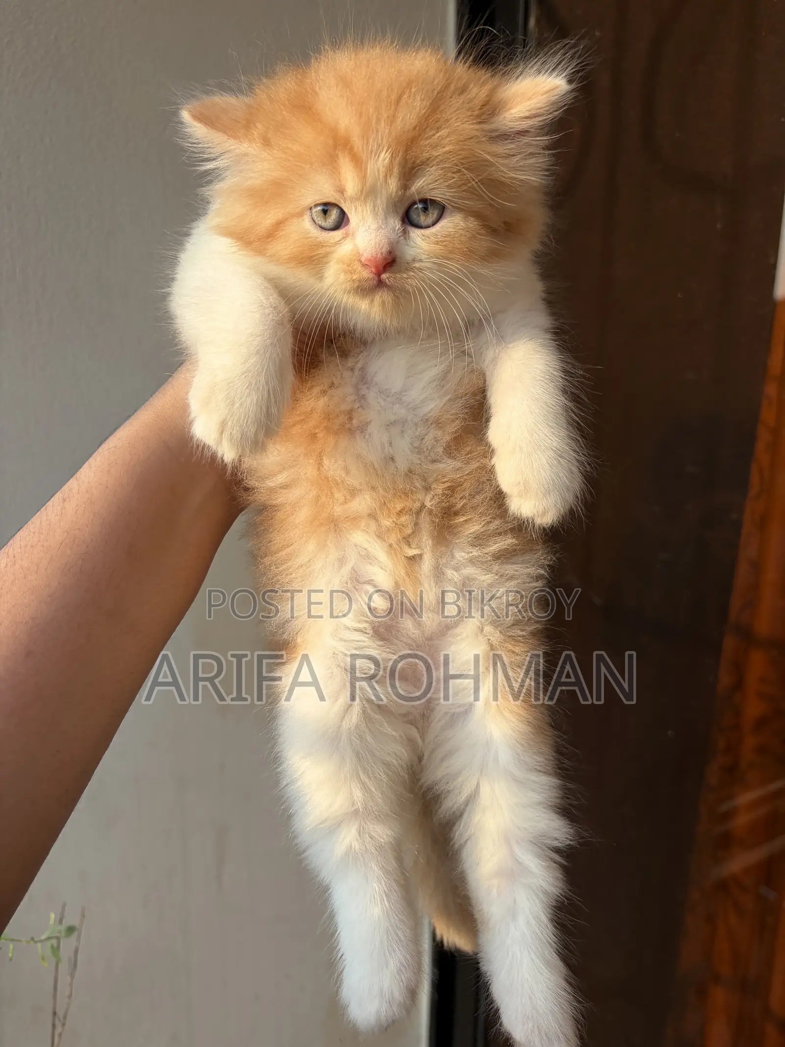1-3 months Male Purebred Persian