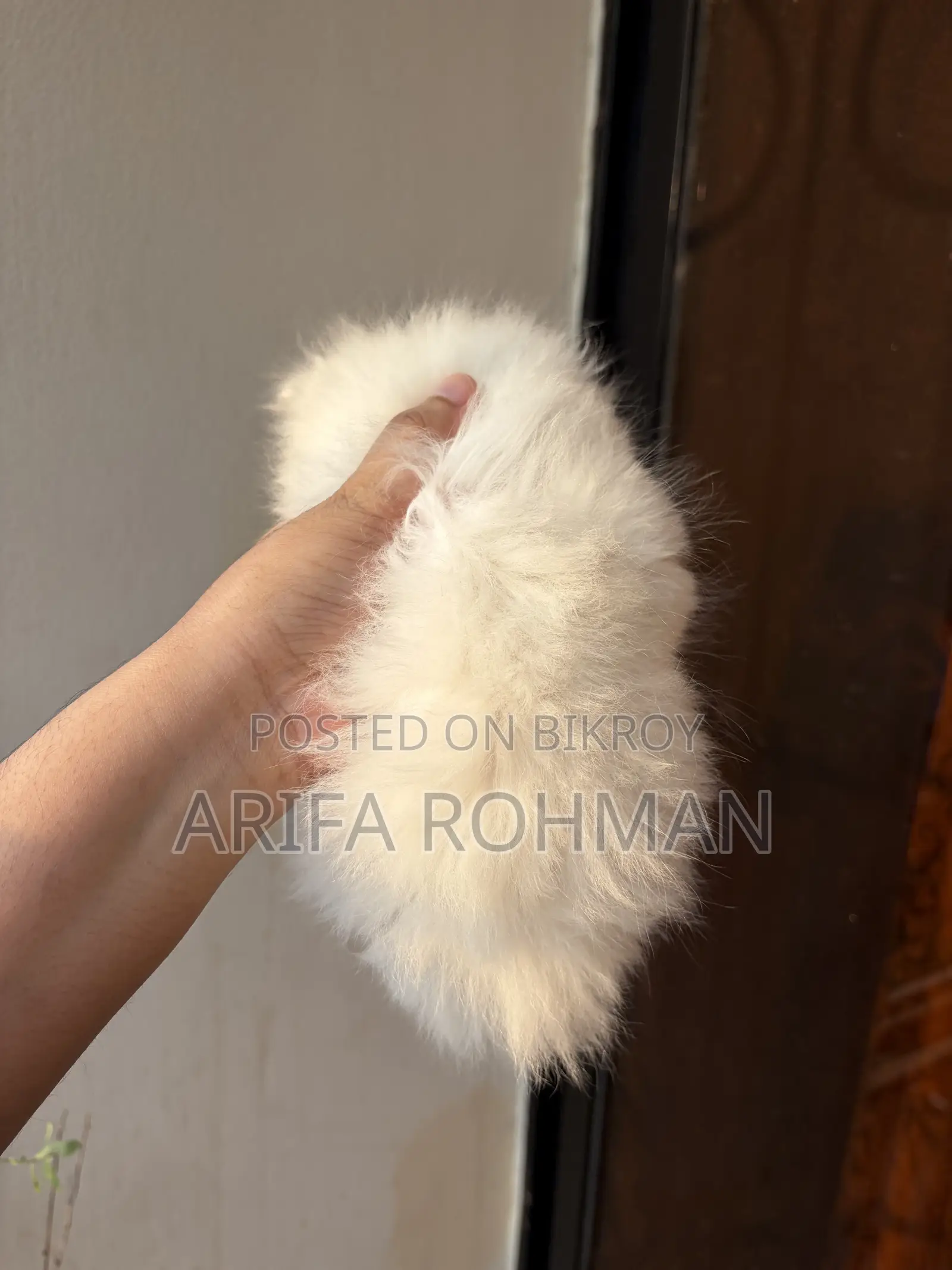 1-3 months Male Purebred Persian