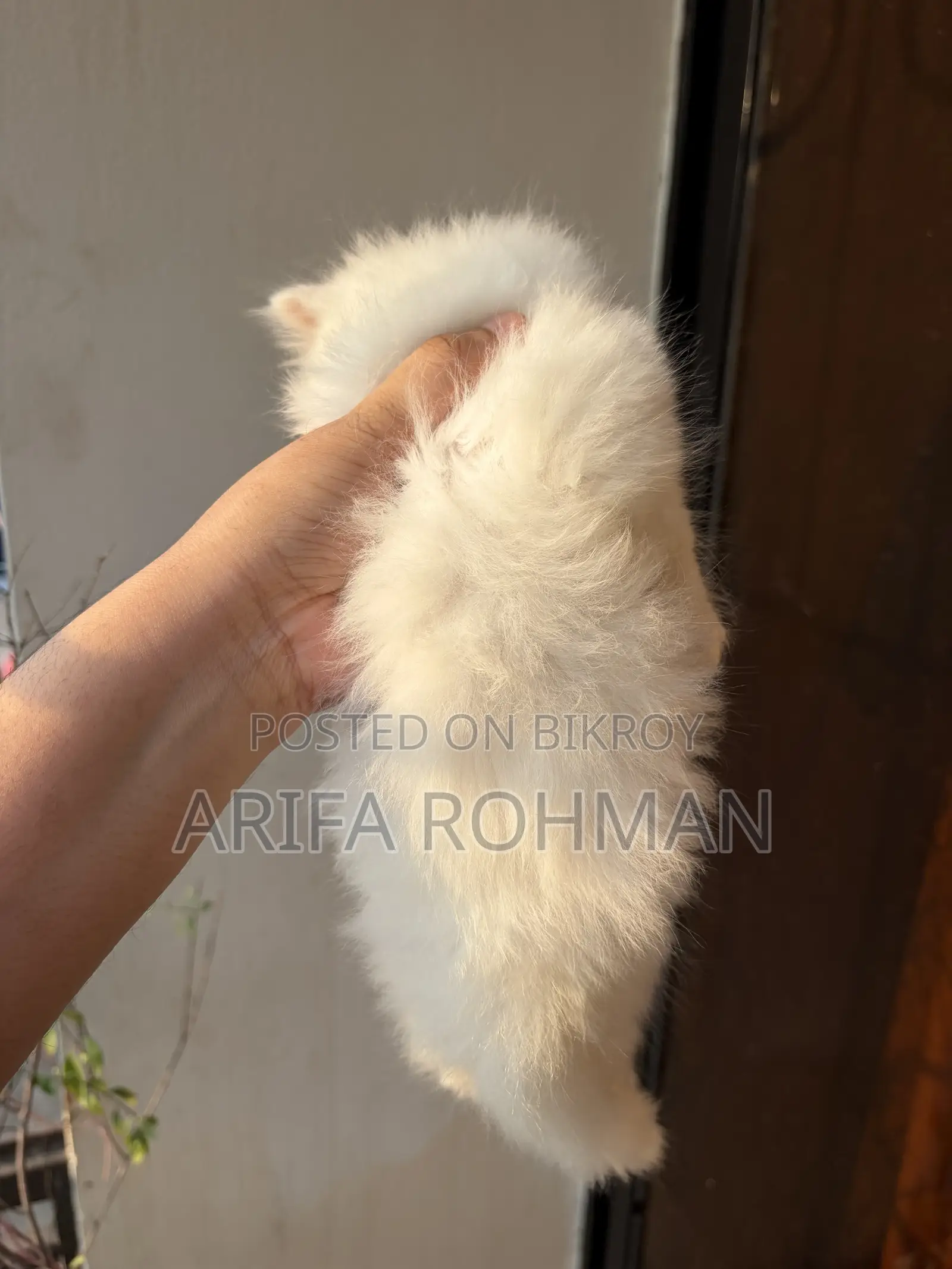 1-3 months Male Purebred Persian