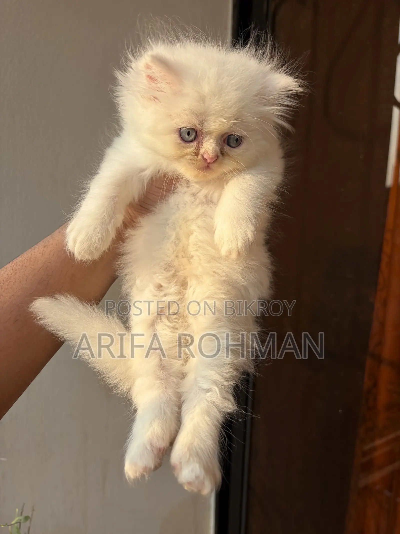 1-3 months Male Purebred Persian