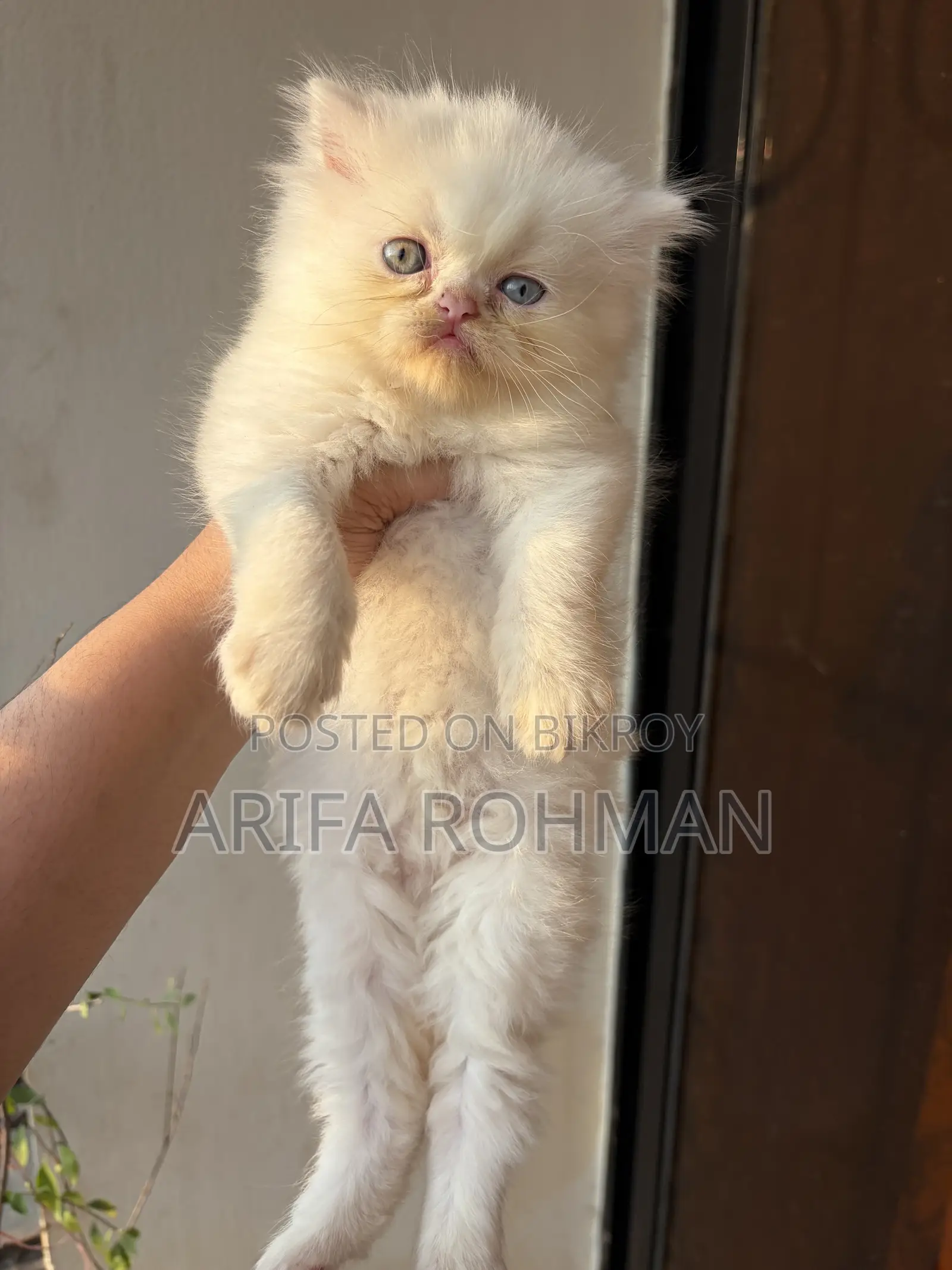1-3 months Male Purebred Persian