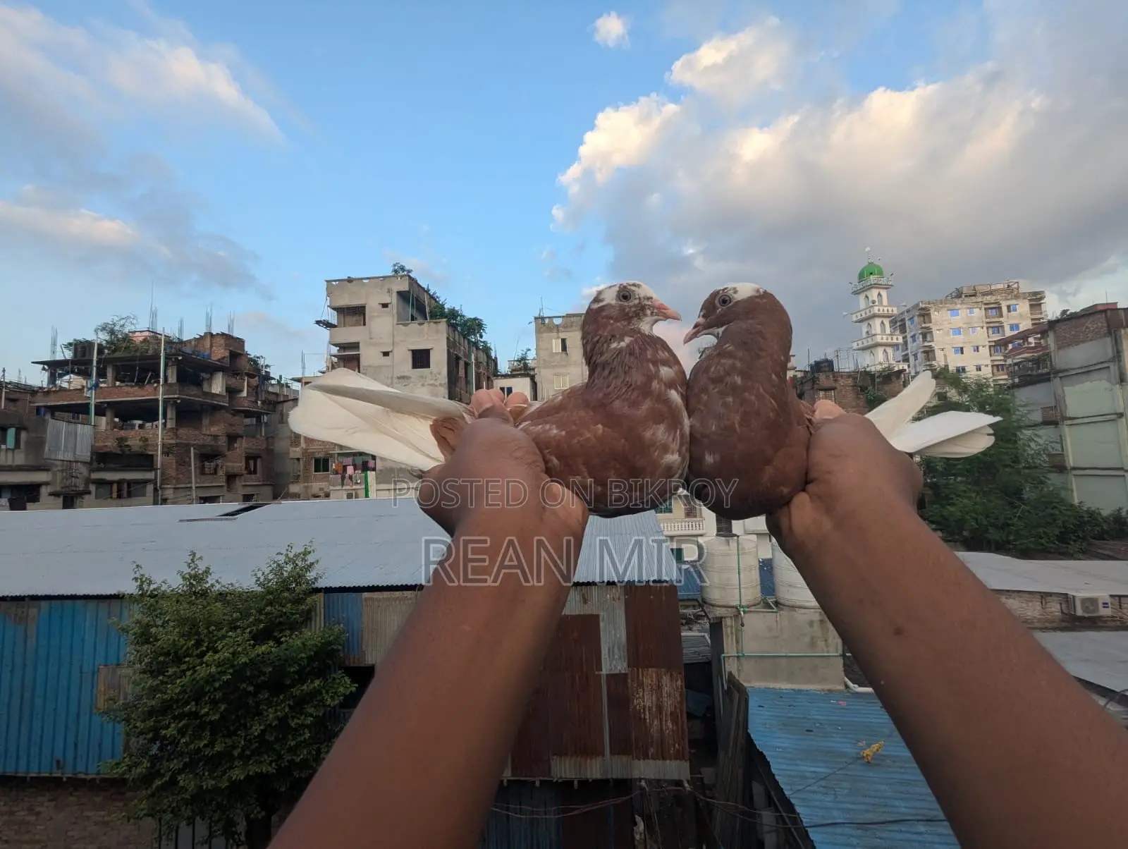Red King Pigeon Pair