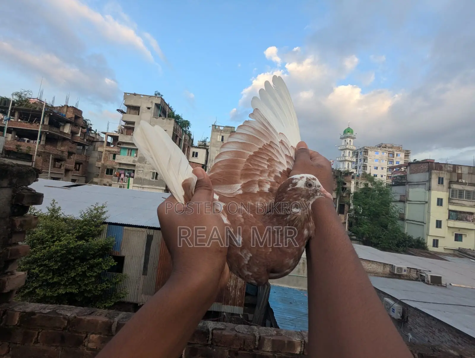 Red King Pigeon Pair